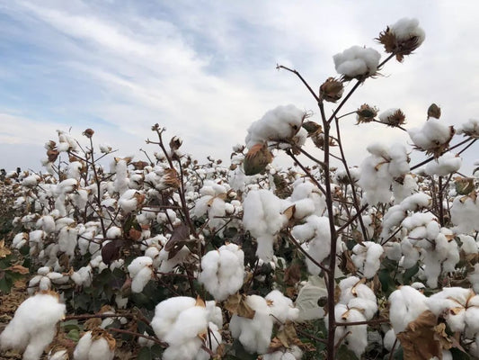 What is the Difference between Organic cotton and pure cotton